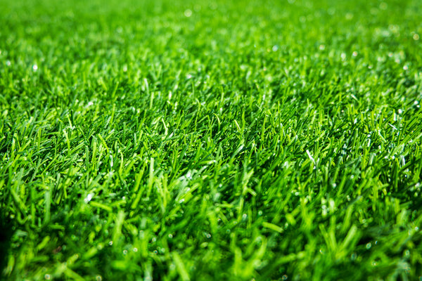 grass